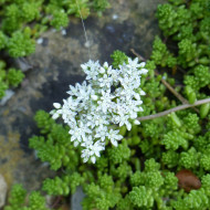 Sedum album