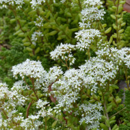 Sedum album