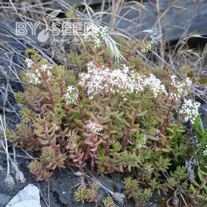 Sedum album