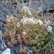Sedum album