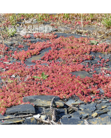 Sedum album
