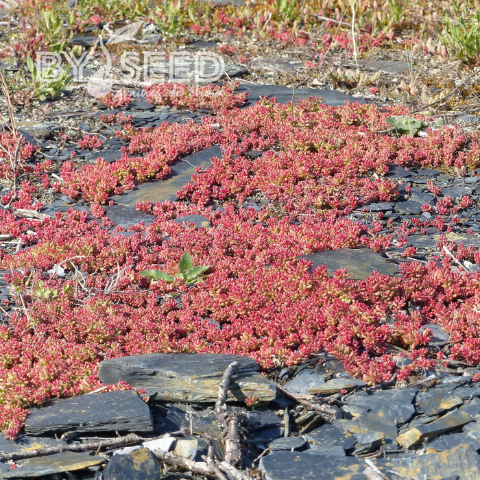 Sedum album