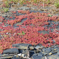 Sedum album