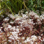 Sedum album