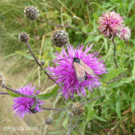 Centaurée jacea (fleur sauvage)
