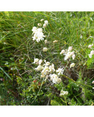 Sedum album