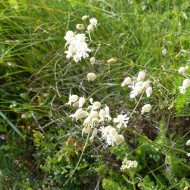Silene vulgaris (inflata) (plante sauvage)