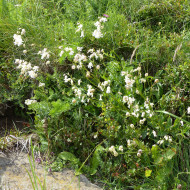 Silene vulgaris (inflata) (plante sauvage)