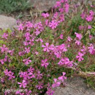 Silene schafta - Silène du Caucase
