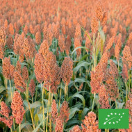 Sorghum sp. Coral BIO