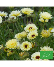 Souci Ollioules Greenheart Orange BIO