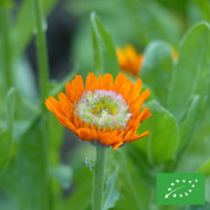 Souci Ollioules Greenheart Orange BIO