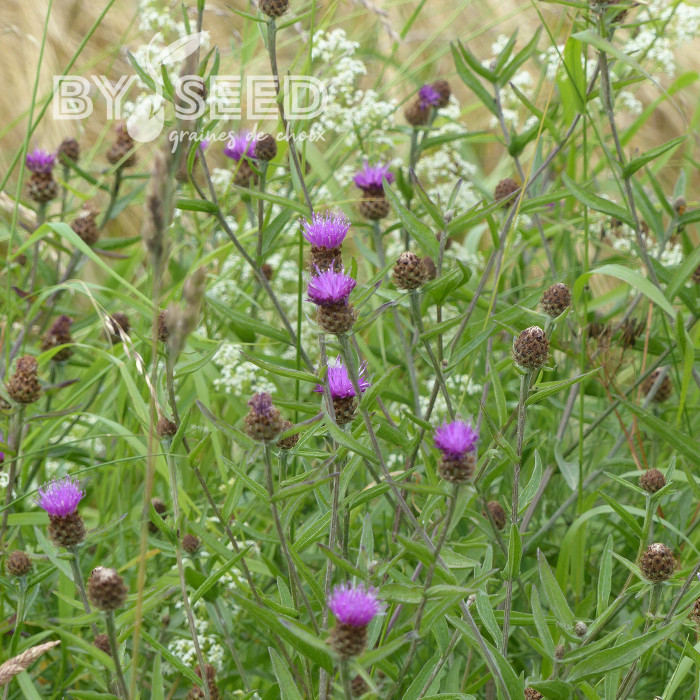 Centaurée jacea (fleur sauvage)