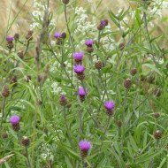 Centaurée jacea (fleur sauvage)
