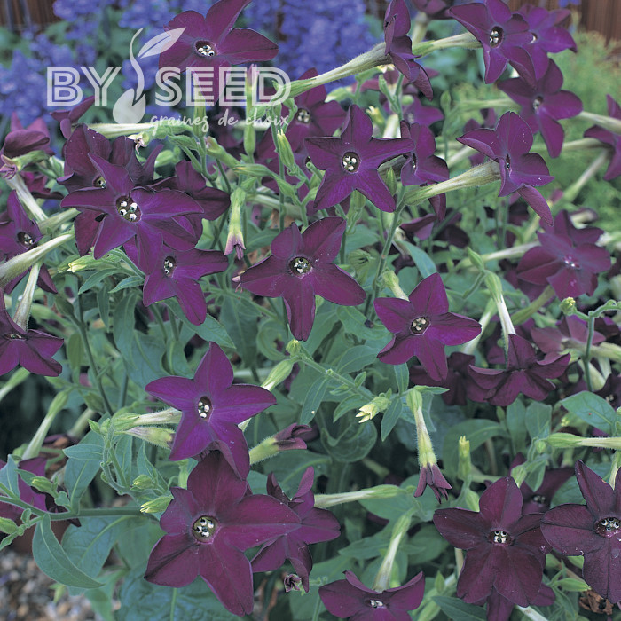 Tabac d'ornement Perfume Deep Purple