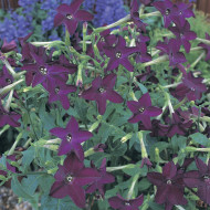 Tabac d'ornement Perfume Deep Purple