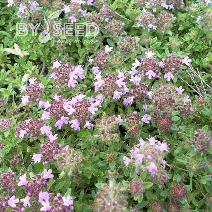 Thym serpolet Magic Carpet
