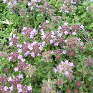 Thym serpolet Magic Carpet