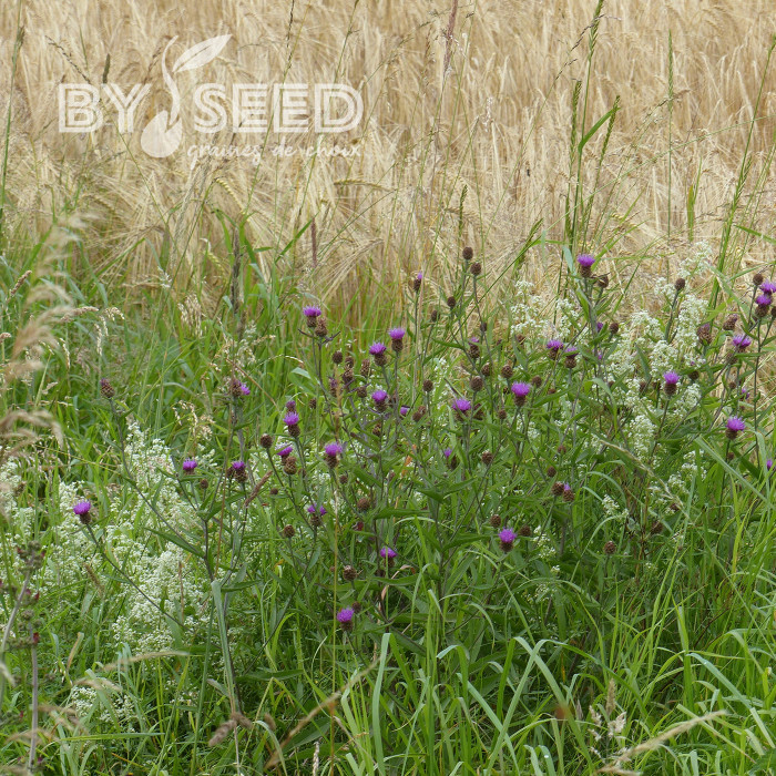 Centaurée jacea (fleur sauvage)