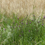 Centaurée jacea (fleur sauvage)