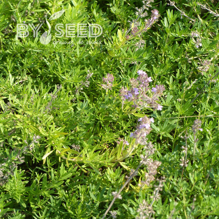 Thym serpolet Magic Carpet
