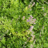 Thym serpolet Magic Carpet