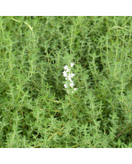 Thym serpolet Magic Carpet