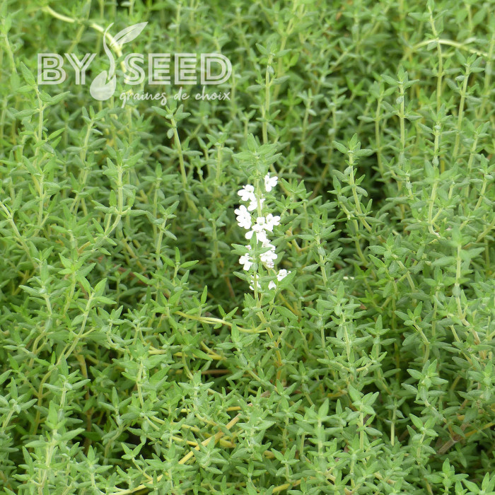 Thym orange - Thymus fragrantissimus