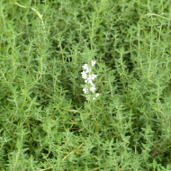 Thym orange - Thymus fragrantissimus