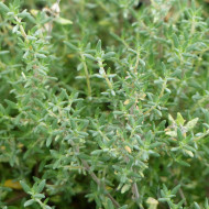 Thym orange - Thymus fragrantissimus
