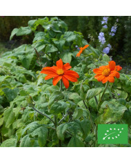 Thym orange - Thymus fragrantissimus