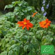 Tithonia ou Soleil du Mexique Torch BIO