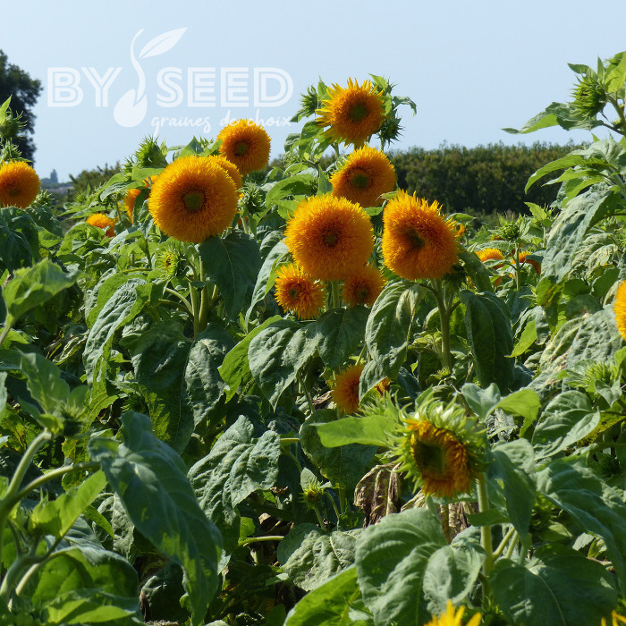 Tournesol haut double Sungold