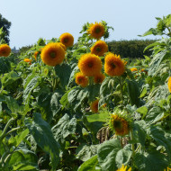 Tournesol haut double Sungold