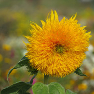 Tournesol haut double Sungold