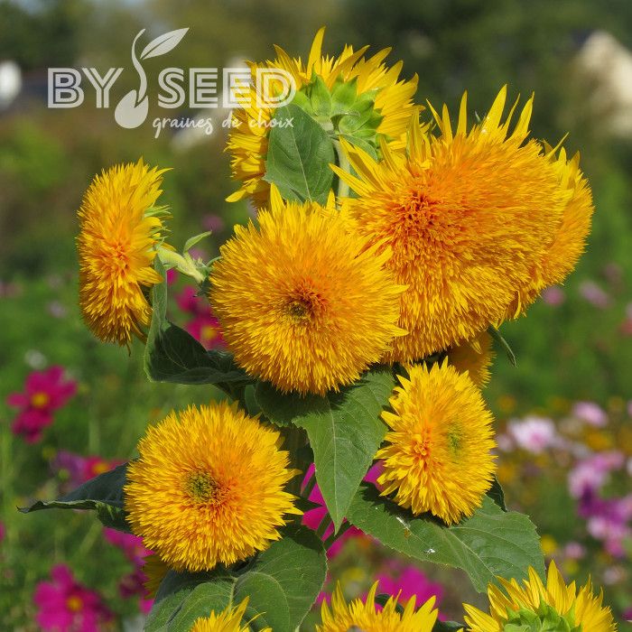 Tournesol haut double Sungold