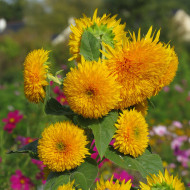 Tournesol haut double Sungold