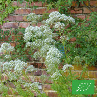 Valériane officinale BIO