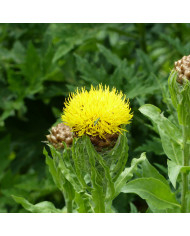 Centaurée jacea (fleur sauvage)