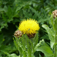 Centaurée macrocephala jaune