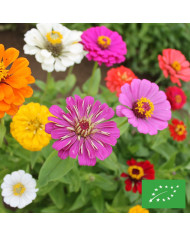 Zinnia haageana Soleado