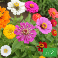 Zinnia à fleur de dahlia Choice Mix BIO