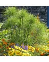 Souci Ollioules Greenheart Orange BIO