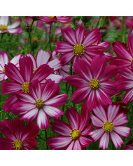 Cosmos Rosetta