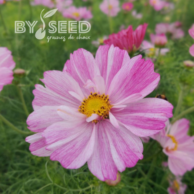 Cosmos Rosetta