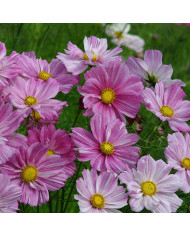Cosmos Apricotta