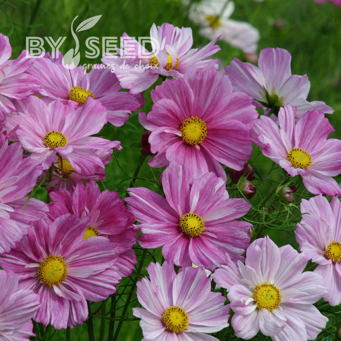 Cosmos Rosetta
