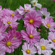 Cosmos Rosetta
