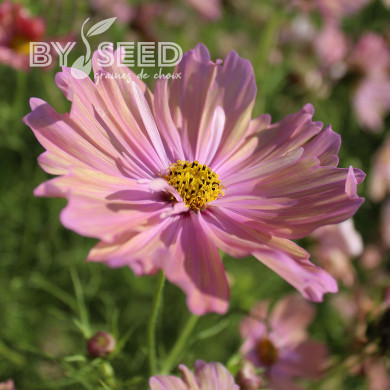 Cosmos Apricotta