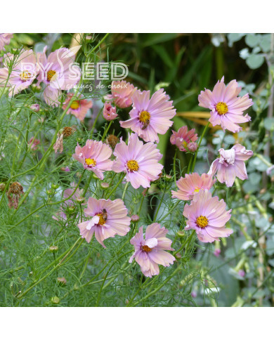 Cosmos Apricotta